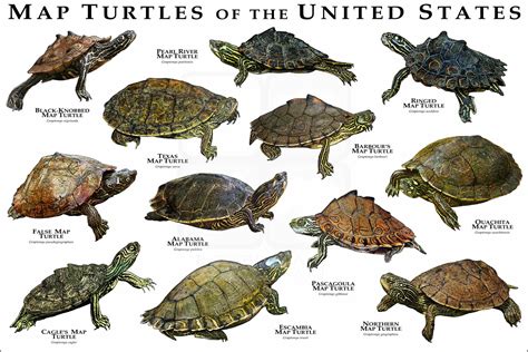 Image result for Map Turtle