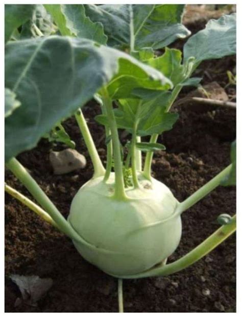 KANAYA Knol Khol Vegetable Fresh Hybrid Seed Price in India - Buy ...