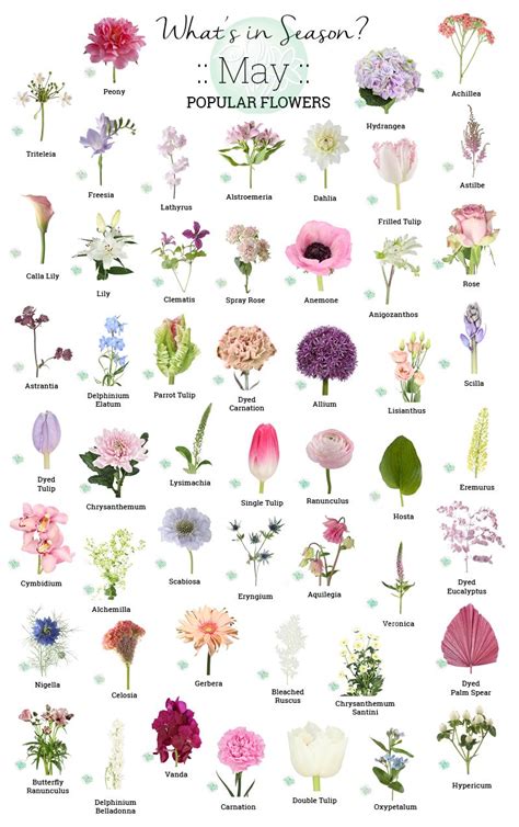 Image result for Spring Flower Types