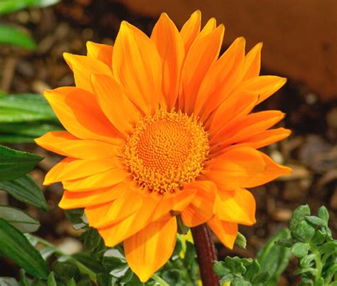 Gazania Garden Leader Orange Gazania Rigens Seeds