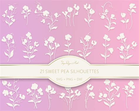Buy Sweet Pea Silhouette Svg and Png Bundle, Sweet Pea, Floral, Cricut ...