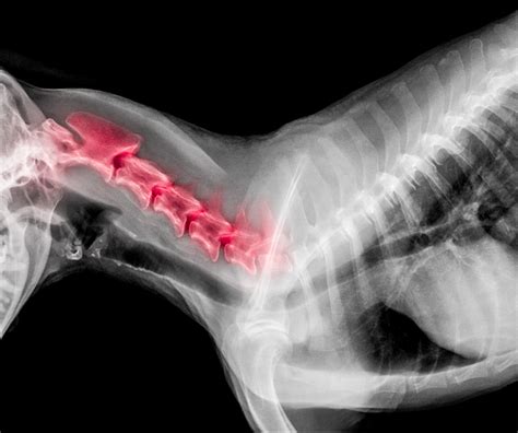 Dog Throat Anatomy