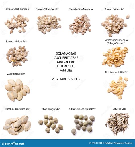 Vegetables Seeds- Different Varieties Stock Photo - Image of letucce ...
