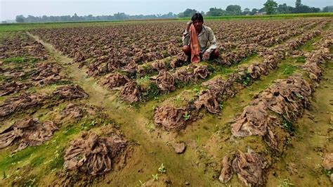 Bengal: The Decline of Agri Cooperatives in Bankura | NewsClick