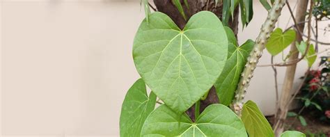 Immunity Boosting 'Ayurvedic' Herbs & How To Grow Them