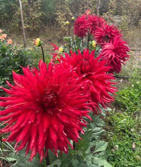 Taum Sauk – RainySunday