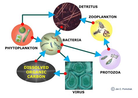Lakes And Ponds Ecosystem Food Web Climate Related Drivers Of Nutrient