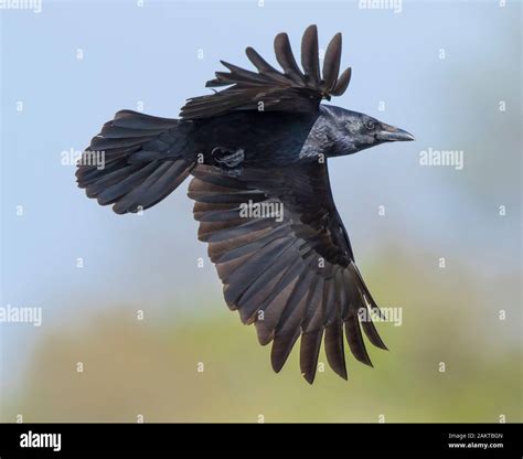 Unusual side view close up of wild UK carrion crow (Corvus corone ...