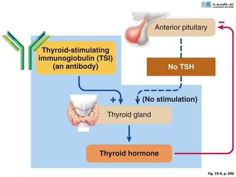 Image result for Thyroid Testing Algorithm