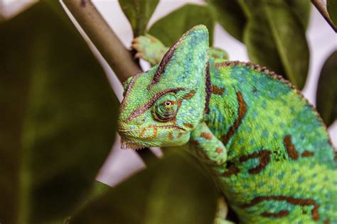 How to Care for Your Veiled Chameleon - Allan's Pet Center