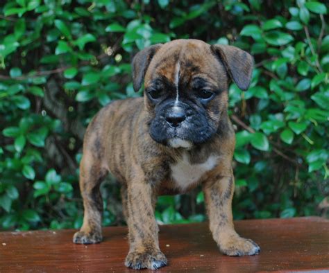 28 HQ Pictures English Bulldog Colors Explained : English Bulldogge ...
