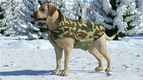 Labrador Wearing Camouflage Coat 3D | 3D Molier International