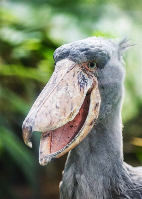 Are Shoebills Dangerous