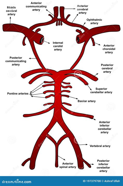 The Circle Of Willis Cartoon Vector | CartoonDealer.com #12609711