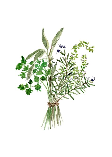 Herbs Bouquet print, Kitchen art, Botanical print, Parsley Sage ...
