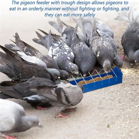 4 Dispensadores de comida para palomas, contenedor con ranura para ...