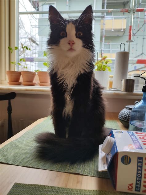 i adopted two shelter cats. this is Tito : r/cats