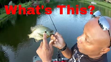 Image result for How to Catch Shellcrackers