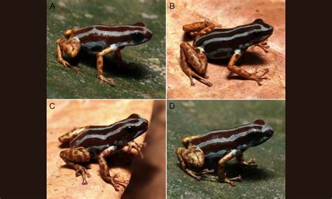 Blue frog with copper legs discovered in the Amazon rainforest - Earth.com