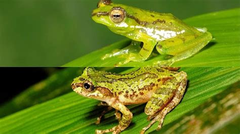 A new member of India's frog diversity with green blood and turquoise ...