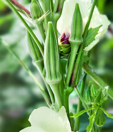 Clemson Spineless Green Okra (In-Store Only) – Bonnie Plants