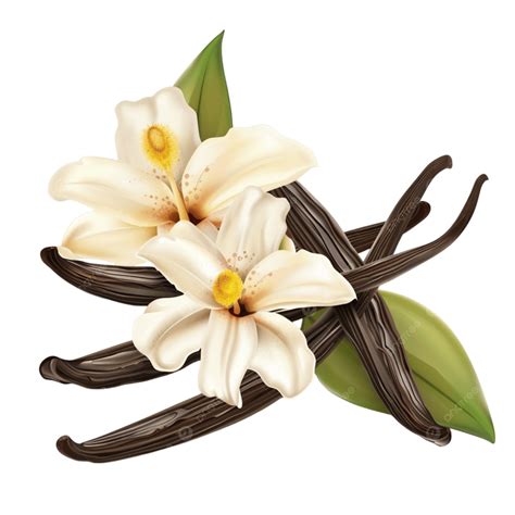 Vanilla Flower And Beans A Blend Of Beauty Flavor, Vanilla Flower ...