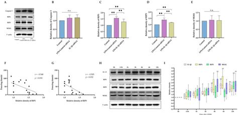 Involvement of IL-1β-Mediated Necroptosis in Neurodevelopment ...