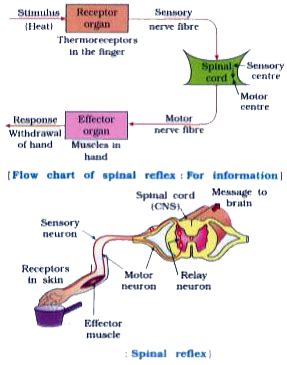 Explain reflex arc. Explain spinal reflex.