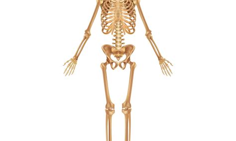 What’s the Largest Bone in the Body? - IMP WORLD