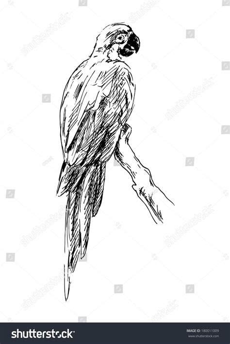 Image result for Simple Hand Drawn Parrot