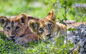 Wallpaper lion cub, cub, glance, predator, cat hd, picture, image
