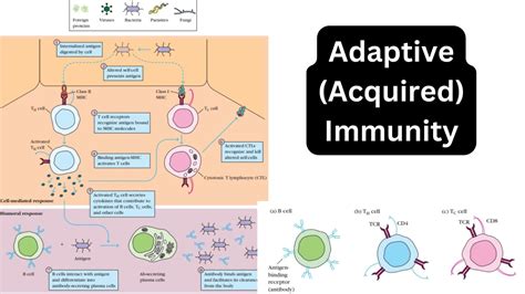 Image result for Understanding How Adaptive Immunity Works