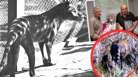 Tasmanian Tiger, is that you? New evidence, photos presented | The ...