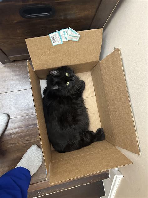 Cats and boxes go together like coffee and cream, they just work. : r ...