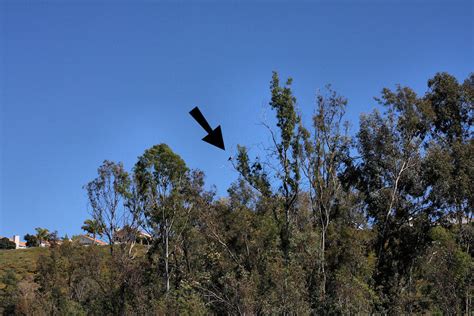 Image result for Vortex Optics Digiscoping