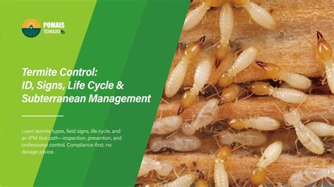 Termite Control: ID, Signs, Life Cycle & Subterranean Management - POMAIS Agriculture