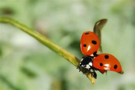 Image result for Ladybug Flying
