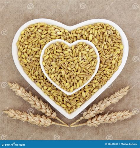 Kamut Khorasan Wheat stock photo. Image of background - 60681608