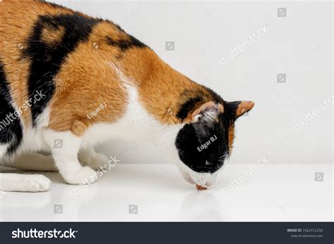 Cat Eating Tuna Fish