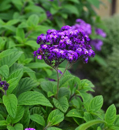 Heliotrope Heliotropium arborescens Tall Blue from Hillcrest Nursery - what is the scent of heliotrope