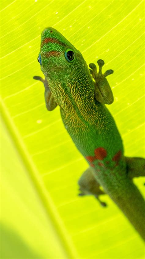Download wallpaper 1080x1920 gold dust day gecko, gecko, lizard ...