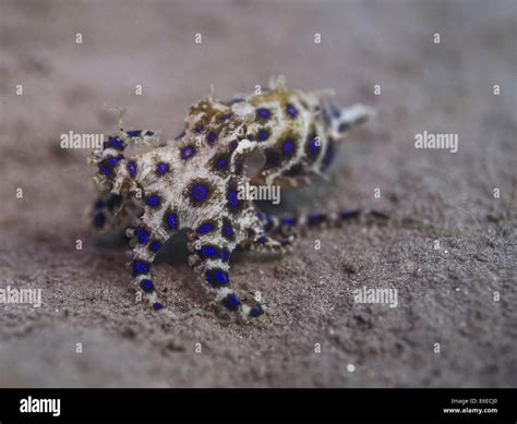 Image result for Blue-Ringed Octopus Attack