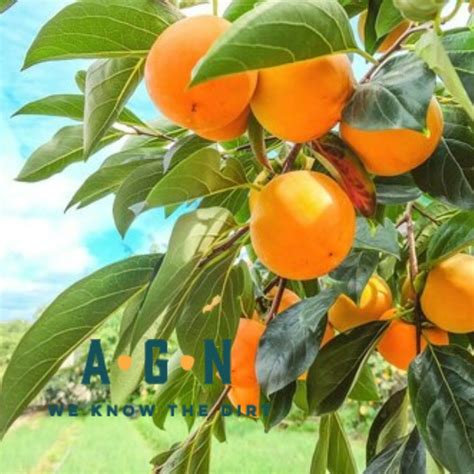 Native Persimmon Tree – America's Gardens Nursery