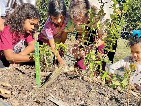 North Chatham Elementary’s Garden Blossoms with Community - Chapelboro.com