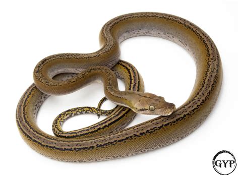 Image result for Mocha Marble Reticulated Python