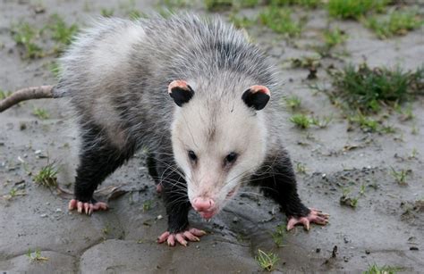 Opossum - Habitat, Classification, Types, And More