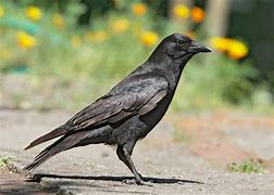 Image result for Crow Bird Nest