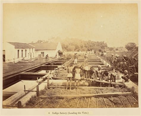 The Planting & Manufacture of Indigo in India by French photographer ...