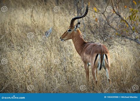 Antelopes in the Kruger National Park, South Africa Stock Photo - Image ...