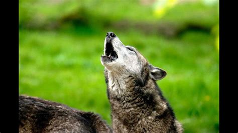 Image result for Wolves Howling Sleep Sounds